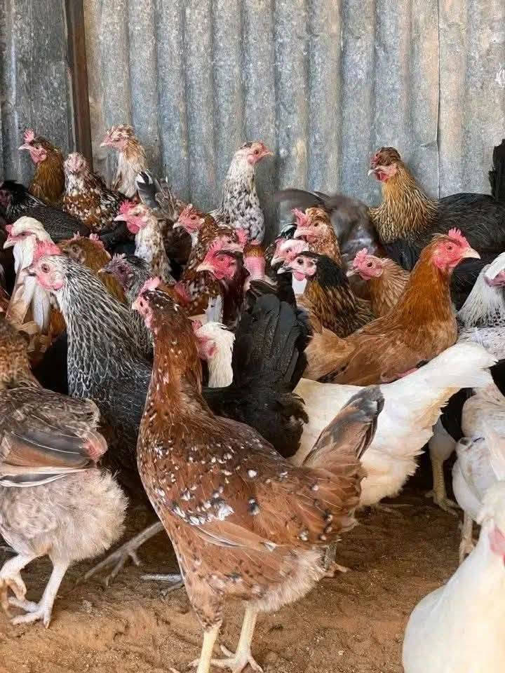 دجاج عرب للبيع كميه خير من الله صحه ونشاط سعر تك ١٠ قفل


**إذا كنت صاحب هذا الإعلان وتريد حذفه لأي سبب، رجاءا أرسل رسالة إلى الدعم الفني**