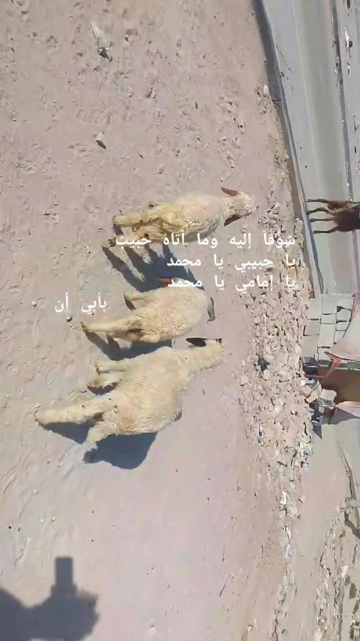 يا الله طليان العدد 3بيهن نثايه 2 فحل واحد طاليان صغار مال جني صاحيات شرط الصحه وسالمات من كل عيب مكفول كافت شروط الجني وين راحوا جنايه على باب الله تنزيلات جوه سوك سعر الواحد 125قفل من الخير بدون عمله المكان البصره الزبير وشراي يتصل بلخدمه بيه وتساب موجود ***********خوان تفاصيل اكثر خاص والا يوجد حجز
