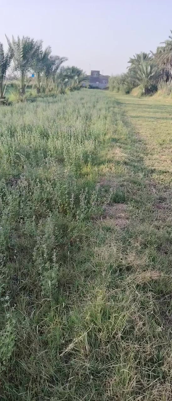 سلام عليكم يوجد دونم البيع توجد فيها كل خدمات ماء كهرباء وتبليط عنوان طريق حله بغداد 
منطقه فنديه اتصل ***********
