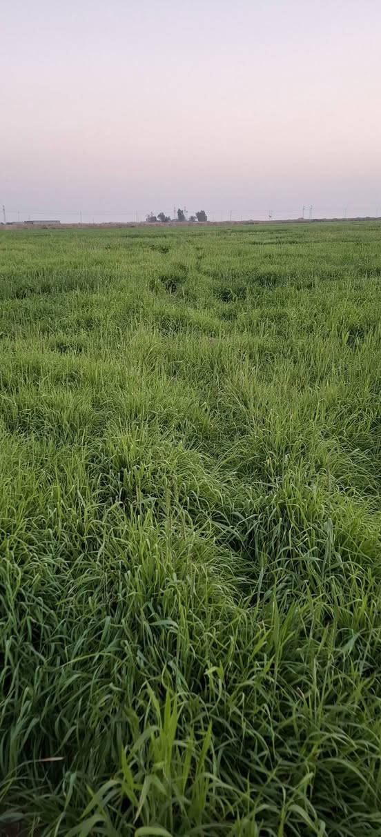 السلام عليكم
يوجد لدينا سفحة للضمان ٢٥ دونم ناحية شيخ سعد 
قرية الشوهانية للاستفسار ***********
