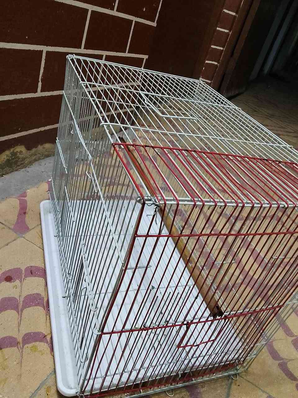 قفص للبيع 
ابو الطير يرهم جميع حيوانات الزينه 
اخو الجديد لا بي كسر ولا شي
بس فاتحين فتحه لمكان بيت الحوانات وهسه مسدوده بل سيم الاحمر تريد بس تشيل السيم الاحمر ويتخله بيت حيوانات 

العنوان بغداد سيديه حي الاعلام 
تفاصيل اكثر بل تعليق او خاص وبل خدمه


**إذا كنت صاحب هذا الإعلان وتريد حذفه لأي سبب، رجاءا أرسل رسالة إلى الدعم الفني**