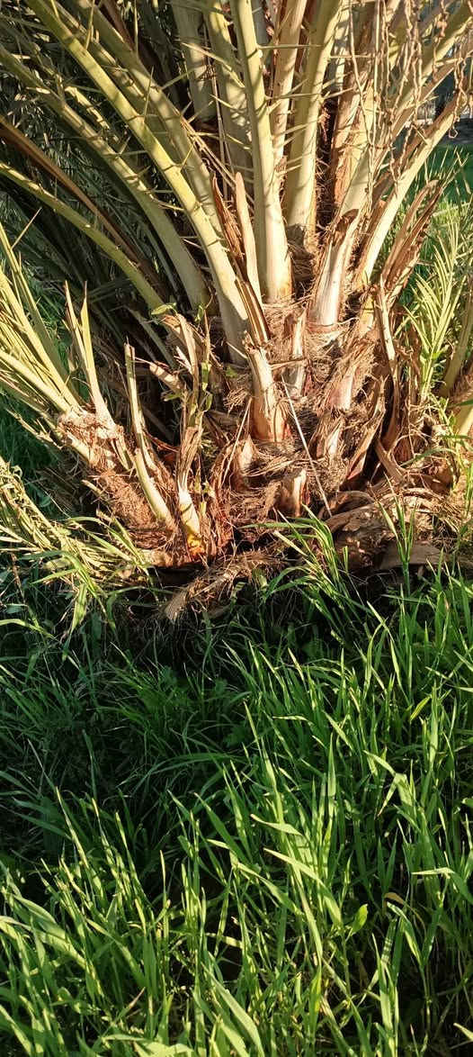 يوجد فسايل عمراني درجه اولى المكان واسط قضاء الصويره اي للاستفسار خاص مفتوح او نتصال عله رقم ***********
