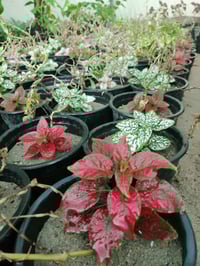 مشتل حديثة المركزي • قرب دائرة البريد • شتلات ونباتات