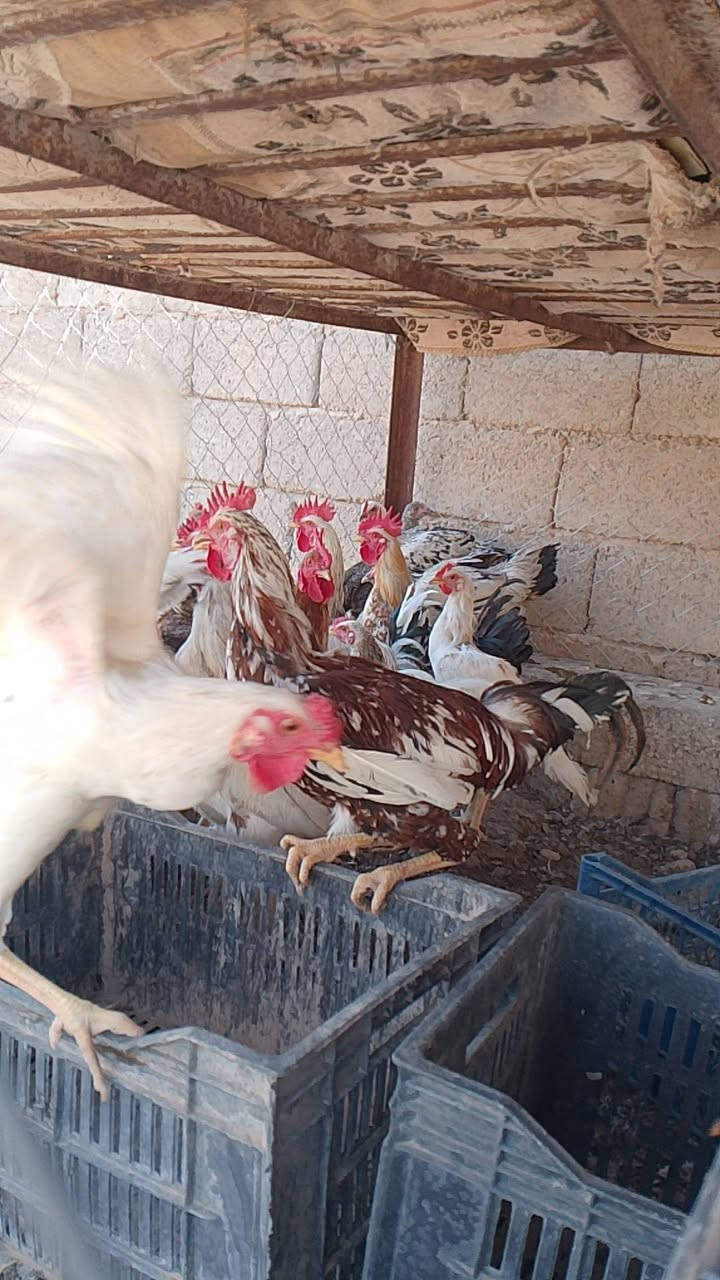 متاح ديوكة عرب للبيع الوزن يصل لحد ٢و٩٠٠غراب الي معيرها ع المجفف لايعامل عليهن 😂😂 احمد الخظير وجم واحد  السعر الزوج ٤٥٠٠٠


**إذا كنت صاحب هذا الإعلان وتريد حذفه لأي سبب، رجاءا أرسل رسالة إلى الدعم الفني**