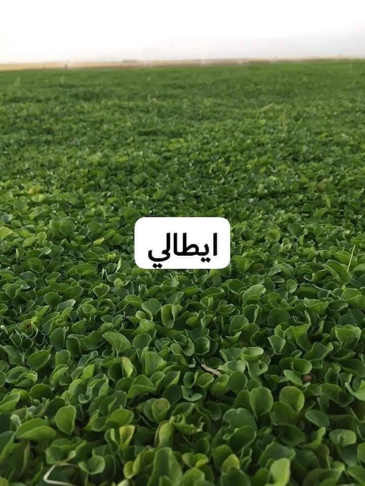 من رخصة الادمن المحترم ثيل بأنواعه كافة واصل إلى باب البيت
***********
