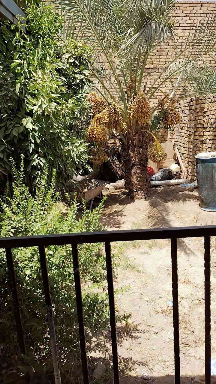 ياالله سلام عليكم بيت طابو زراعي سند 25 للبيع المستعجل على طريق الصلاحيه مقابيل حسين باقر عن شارع صلاحيه 15م مساحه 350 م يتكون من غرفتبن وصاله ومطبخ وتخاريج سعر 55 مع المجال للأستفسار *********** حيدر الشيباني عنوان مكتب نهايه شارع العريضه بدايه 74
