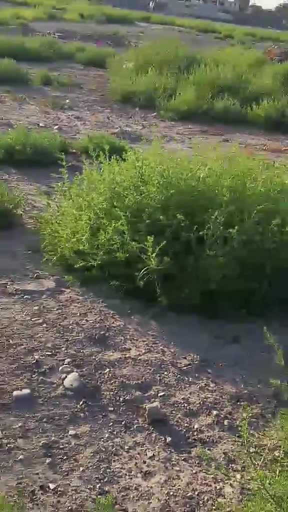 زراعي سند 25 ب 7 وبيه مجال بسيط تواصل ***********
