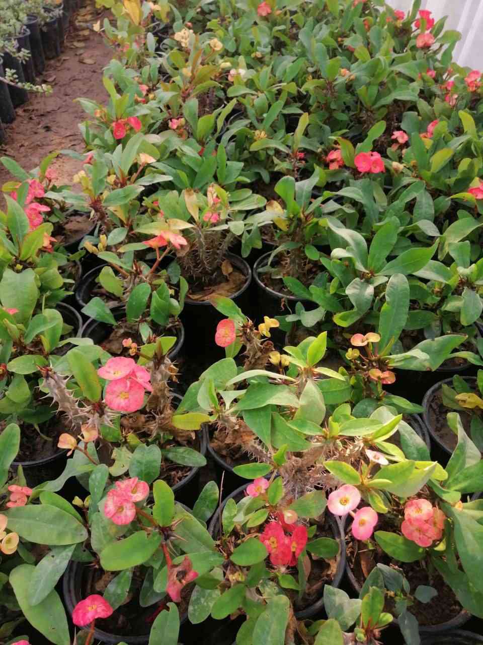 اي قطعه داخل المنشور 3000 🍀
اثنين ب 5000 🏵️
يوجد توصيل داخل بغداد فقط 🪴


**إذا كنت صاحب هذا الإعلان وتريد حذفه لأي سبب، رجاءا أرسل رسالة إلى الدعم الفني**