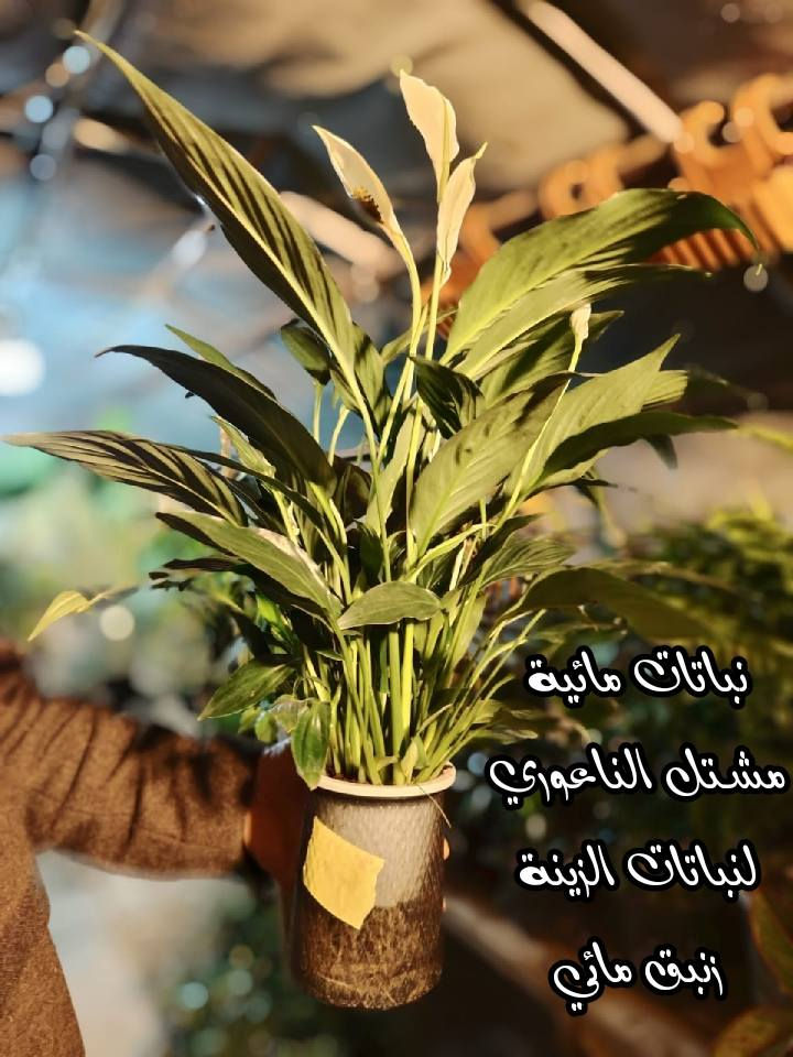 #وصول_وجبة_نباتات_مائية

  زورونآإ تـ♥̨̥̬̩جـ♥̨̥̬̩دون مـ♥̨̥̬̩آإيسرگ♥̨̥̬̩مـ♥̨̥̬̩

#مشہتہلہ_الہناعہوريہ_لہنباتہاتہ_الہزيہنة👩🏻‍🌾
🏠﮼العنوان :-
#صلاح_الدين/#قضاء_الدور/#قرب_البانزينخانه

#للحجزوالتوصيل 🚘
يرجى الاتصال برقم الاستاذ سعيد☎️
‭+٩٦٤ ٧٧٠ ٢٠٥ ٥٩٦٤‬
