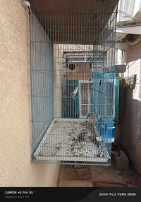 قفص • بيت كامل • ٤٠