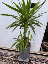 قاعدة سندان • تحمل اوزان ثقيلة • مع عجلات