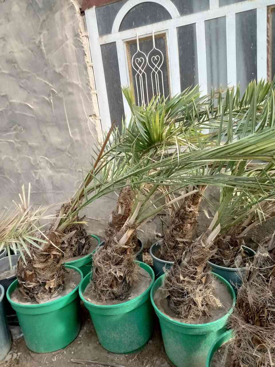 السلام عليكم يوجد الدينا برحي ومجهول وكرنفلي وكافة انواع النخيل لاتصال ع الرقم ***********
