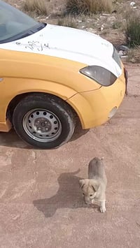 طيبه • ٢٠١٥ • بيع مستعجل