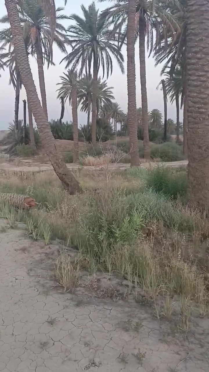 السلام عليكم قطعة ارض البيع المساحة الكلية ٣٨٤ واجهة ١٢ ونزل ٣٢ ترهم مزرعة السعر ٦٠ وبيهة مجال وعندي بصفهة ٢٤٤ واجهة ٨ ونزل ٣٢ السعر ٣٠ وبيهة مجال والي يريدهن ثنينهن يكدر يطبكهن يصيرن ثنينهن ٦٤٠ متر العنوان بغداد الدورة هورجب العدوانية قرب النائبة زيتون الدليمي جوة وكلشي ذاكر بل فديو الاستفسار على الرقم *********** للعلم سند ٢٥ طابو زراعي واني صاحب السند الصلي
