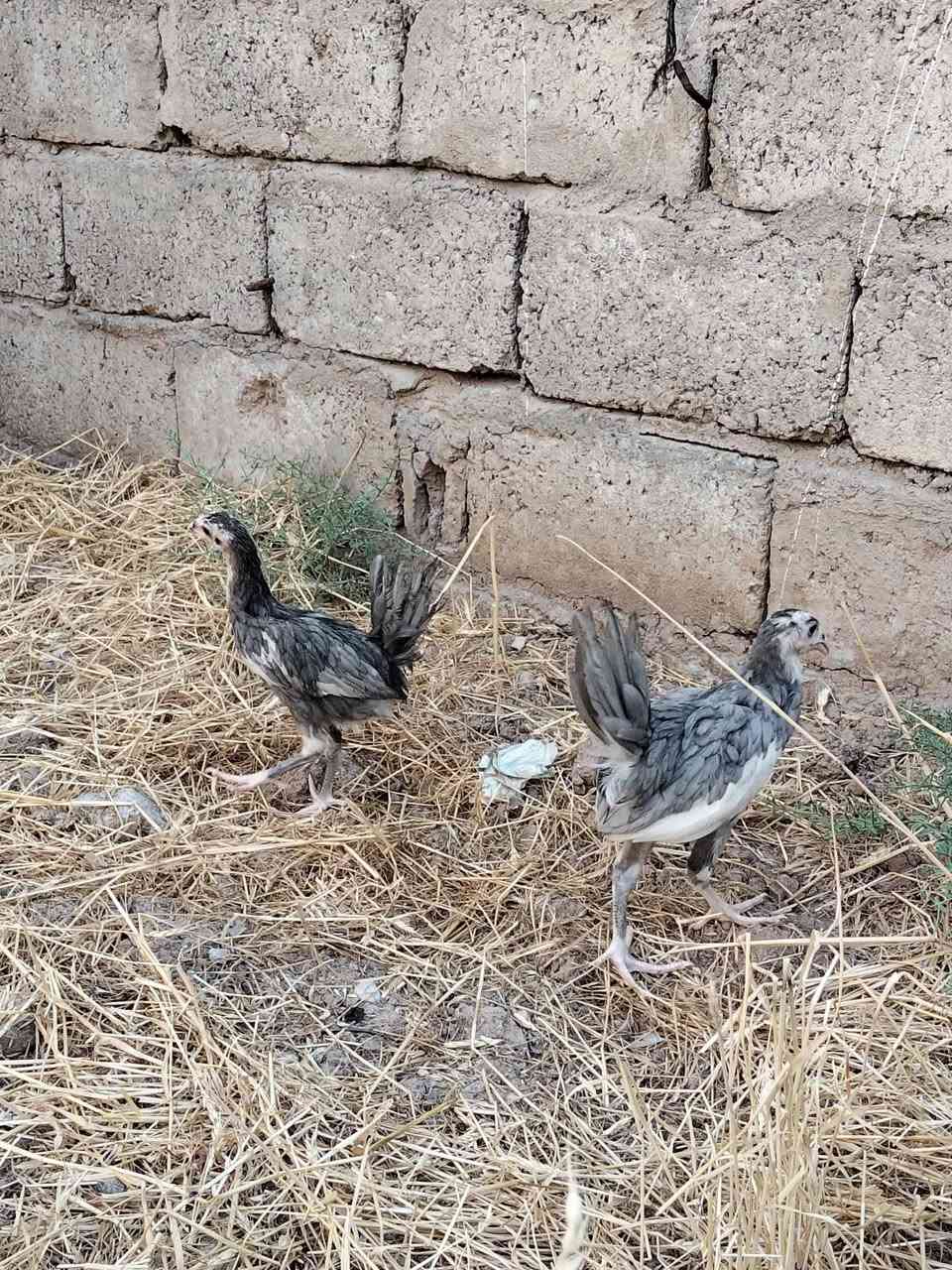 متاح
فراريج بوطاني رصاصي و اسود
شرط اصلي
عيون سود فول
صحتهم خير من الله 
نشاطه فول نضافه فول 
اثنين سود اثنين رصاصي
عمرهم اكثر من شهرين ونص
سعر الزوج 15 الف
عنواني موصل ايسر كوكجلي 
خاص مفتوح


**إذا كنت صاحب هذا الإعلان وتريد حذفه لأي سبب، رجاءا أرسل رسالة إلى الدعم الفني**