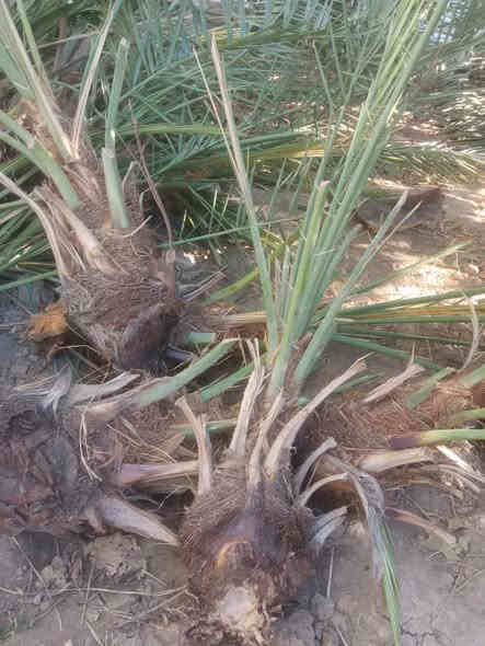 سلام عليكم 
لعشاق النخيل يتوفر فسائل نخيل خستاوي درجة اولى واحجام مختلفة سعر القطعة 15الف بي مجال واذا قطعتين ويوجد توصيل
*********** المحاويل
