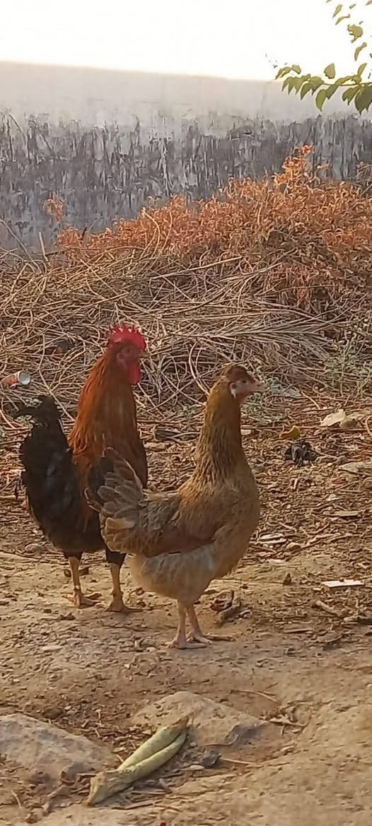 دجاج عرب وديوكة للبيع   ***********

