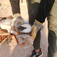 اخوان اي واحد عده زمال هيج الحوافر مالته لو ظلوفه هاذه الشقل كدام عيون...