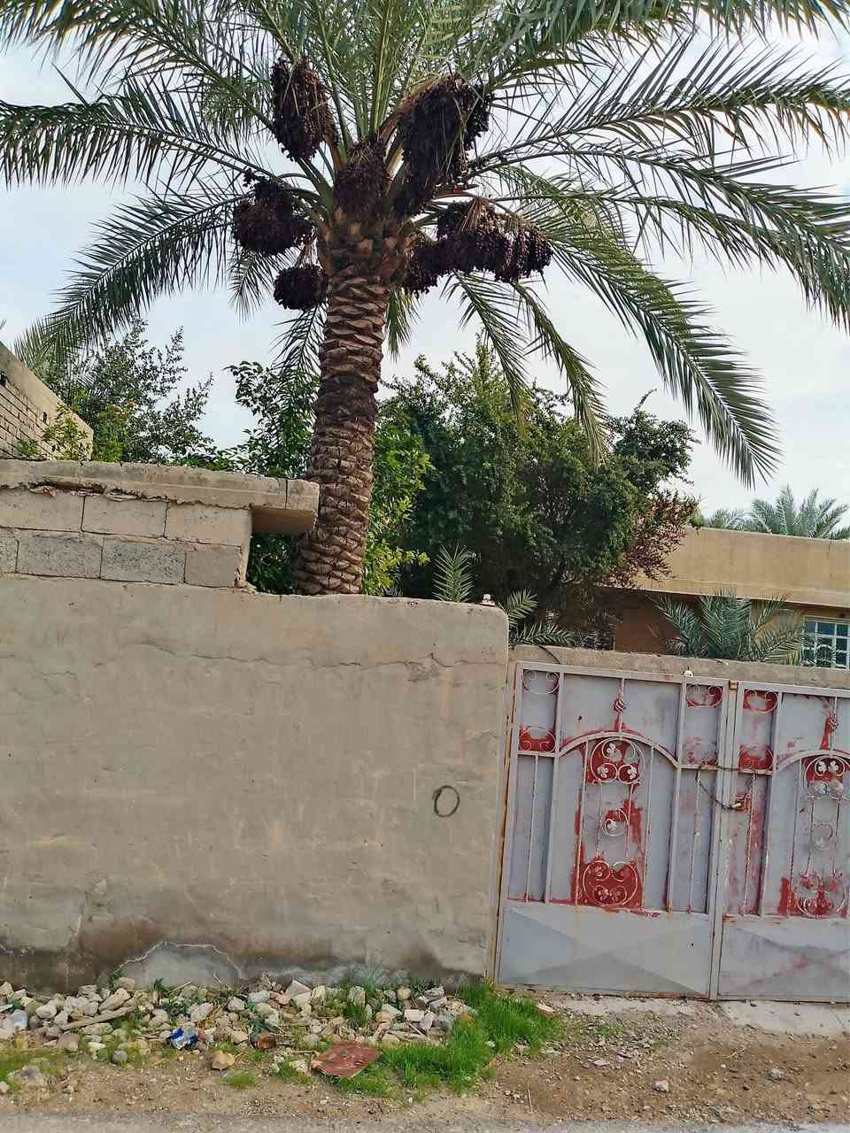 السلام عليكم ... بيت للبيع بشارع الغرير قرب المولدة الثانيه فرع ابو صخر على اليسرى طابو زراعي المساحه 200 يحتوي على غرفة+ حولي+ ملحقاتها +حديقة + حمام خارجي مشترك سند بأسمي بيت كامل مجاري + كهربائيات + تبليط لحد الباب ابيع سعر گاع 
السعر : 93 وبي مجال 
للاستفسار الاتصال على الرقم نت ماعندي 
***********
