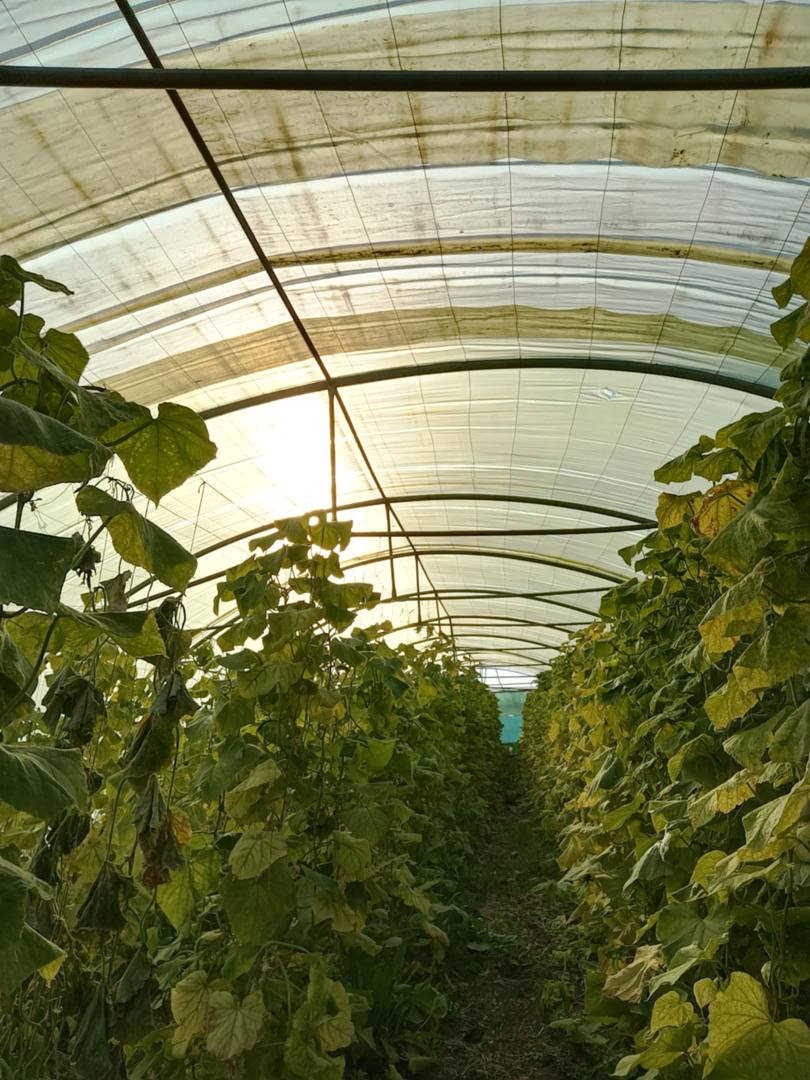 سێ کۆخی دەرە جە یێک بۆ فرۆشتن
2ملیم 
لایلۆن نوێ
سۆندە نوێ
کولە نوێ 
شوێن دەوروبەری ئاکرێ
ژماری موبایل*********** دهوك, العراق
