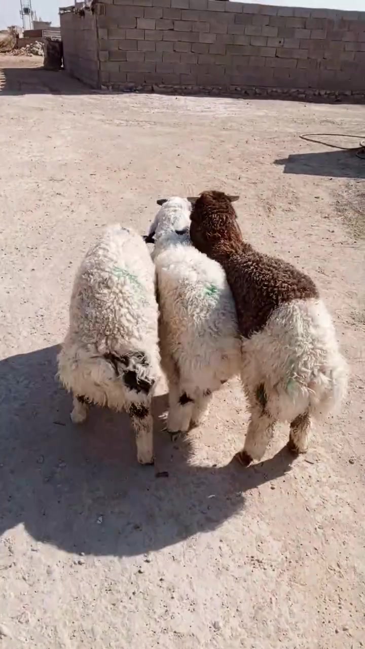 3طليان      ***********
