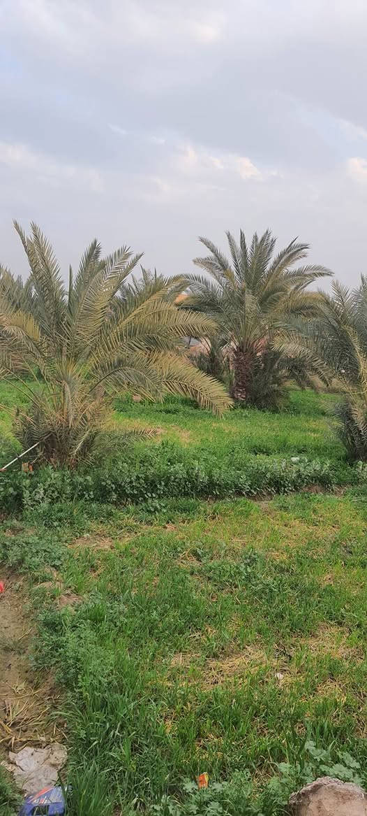 سلام عليكم بستان بلمزبانيه قرب المدرسه المساحه الف متر النزال ٤٠والعرض ٢٥طابو زراعي سند خمسه وعشرين السعر ١٢٥وبي مجال  رقم التليفون***********
