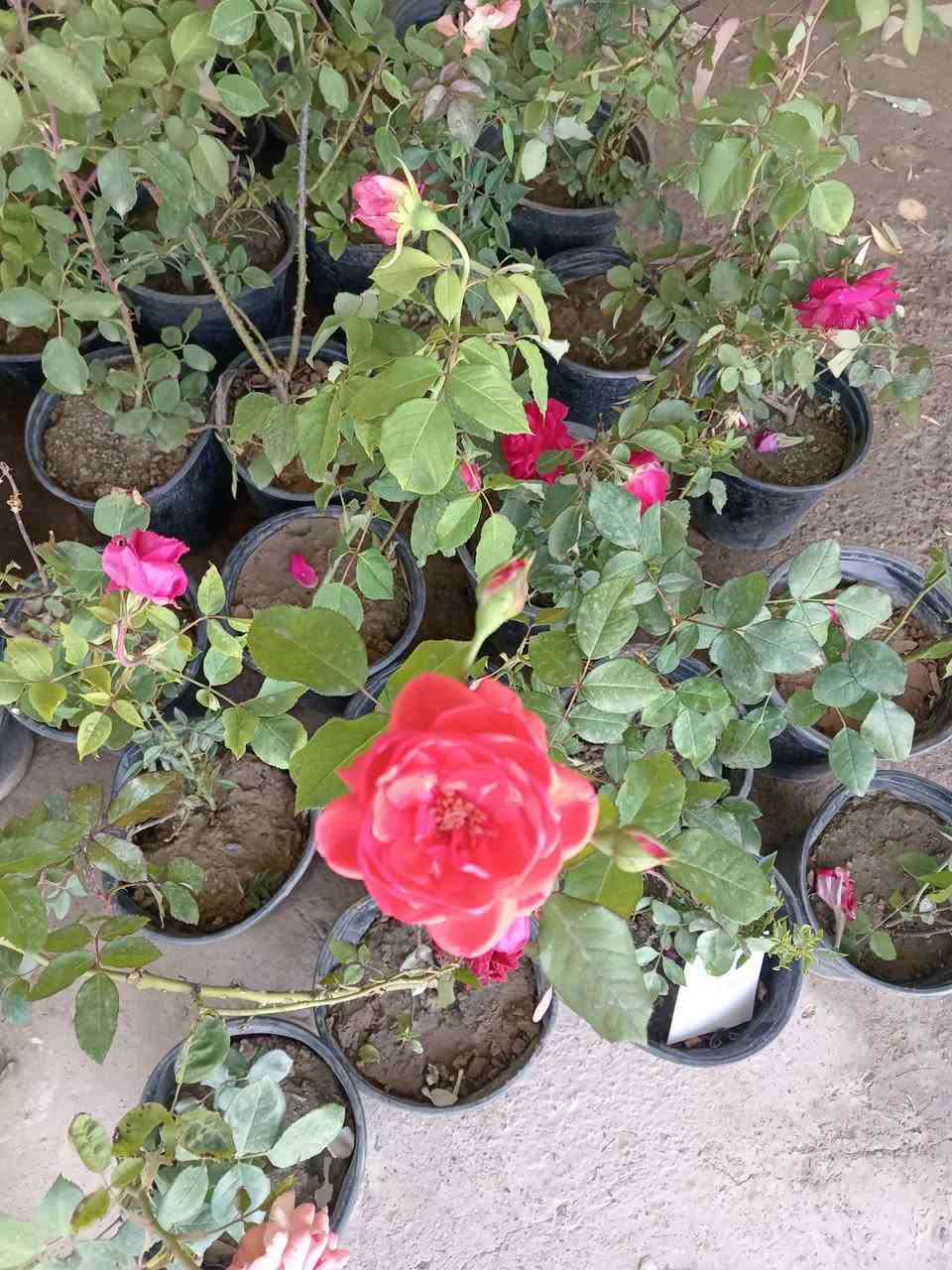 بسم الله 🌹 تم وصول ورد جوري عطري 🏵️ ورود زينه موسميه و دائميه 🌳 أشجار  🌿
رمان
عنب
برتقال
يوسفي
ليمون
تكي
🌺
نبته الهيل
🌿
اكاسيا
البيزيا البخ
🍀
أبو حارث *********** اسيا ***********
الشرقاط الجميله تقاطع الطوب
