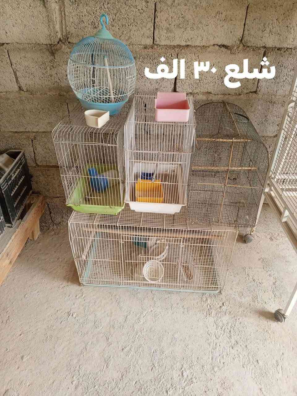 غراض للبيع كركوك شوراو

***********
***********
