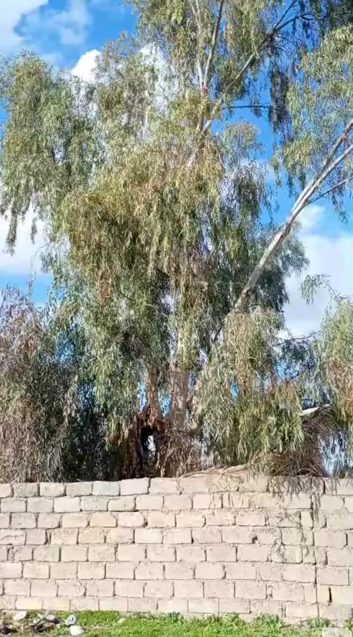 اسلام عليكم
يوجد منشار بانزين لقطع وتقليم وترتيب الاشجار وتكريب النخيل (حسب الطلب ) 
للاتصال ***********
