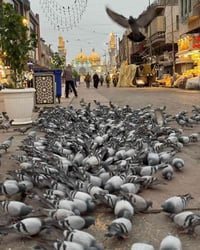 زيارة الإمام الكاظم • منزل علاء الباشا • السبت