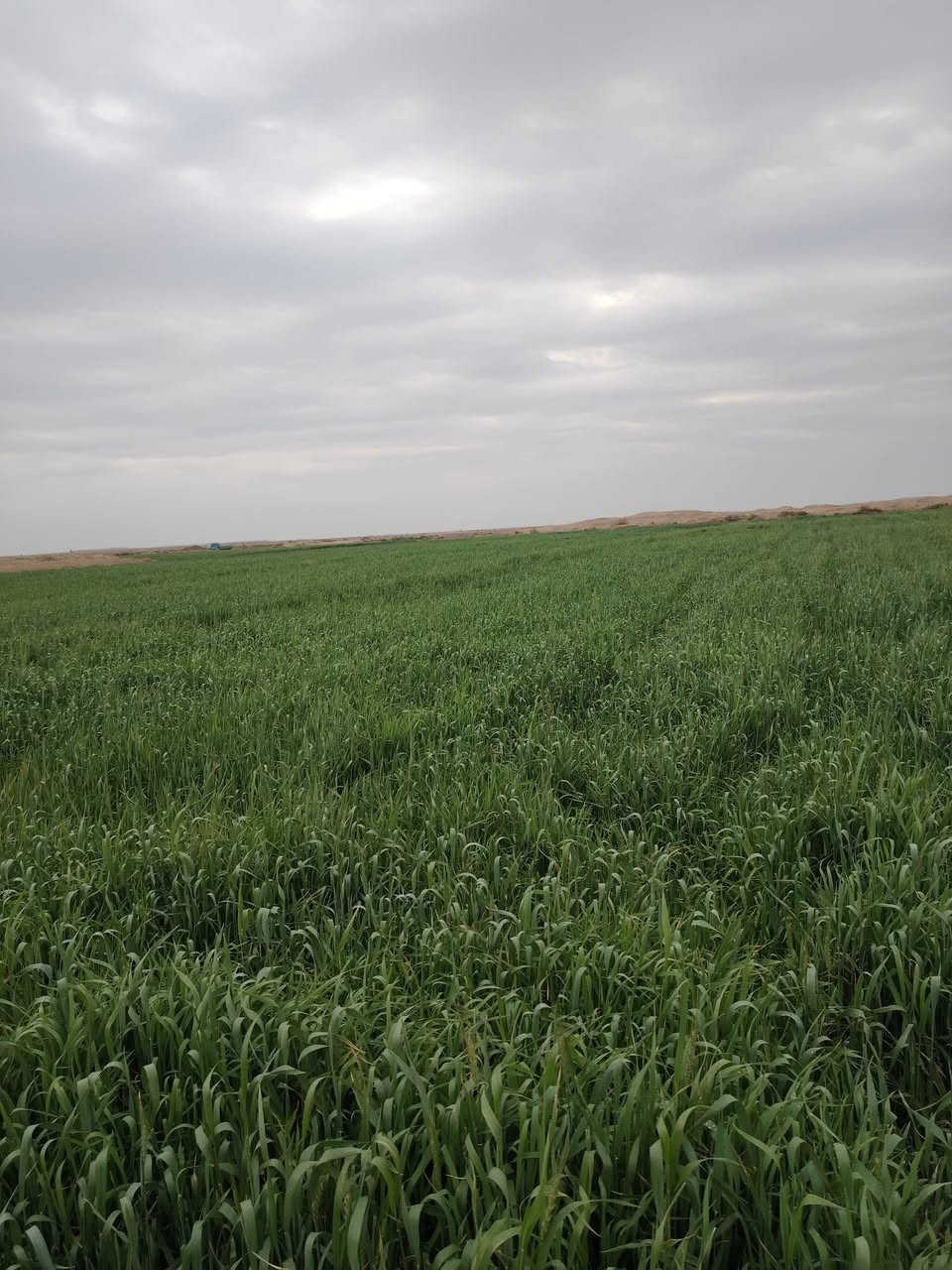 السلام عليكم ارض للبيع عقد بسمي ٣٠٠دونم جاهزه بعد ٥٠٠ متر عن الشط المالح مفصله وجاهزة ومكروبه على نهر المالح مكان دوانيه للاتصال ***********
