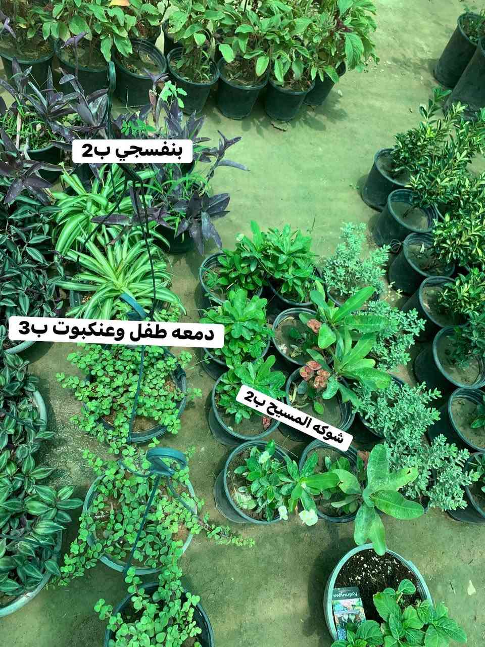 تفاصيل واللسعار داخل صور 🥰🌹


**إذا كنت صاحب هذا الإعلان وتريد حذفه لأي سبب، رجاءا أرسل رسالة إلى الدعم الفني**