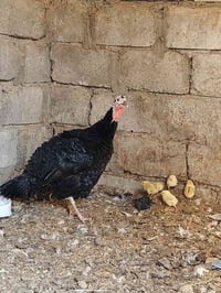 بصراوية وراهة 4 صواصي عرب للبيع ادفع سعر عجبني ابيعك 👍 07739019302