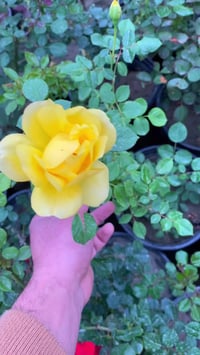 ورد جوري • عراقي عطري • النجف