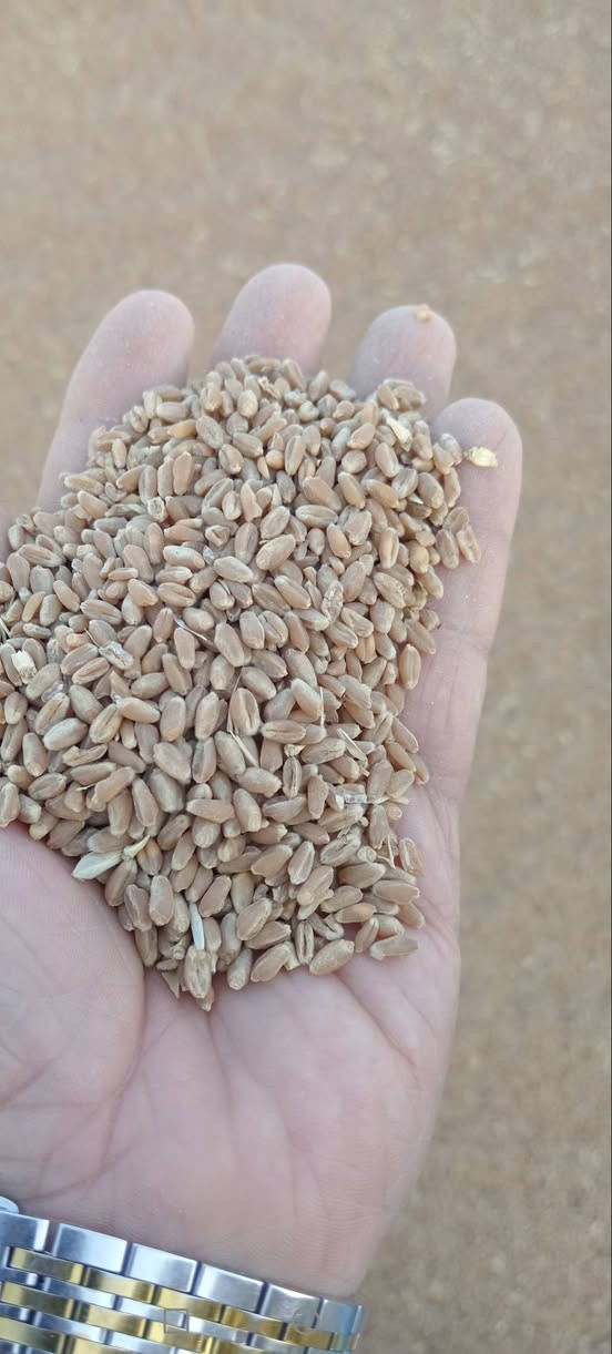 حنطة بورو بنت المغلف شرط على ايدي شركة دبانة غندي بلعلم وعندي تكريت الخط السريع سعر الطن ٧٠٠ الف مكاني العلم ***********
