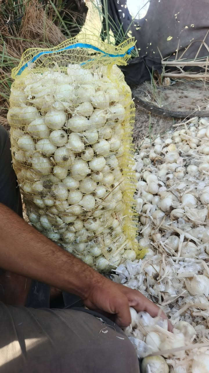 السلام عليكم بصل حار درجه ممتازة معرب شرط  العنوان الكفل ، منطقةالجفيرة، قرب، الامامزيد ابن علي ، عليهالسلام ، للاستفسار، اتصل، ***********,
