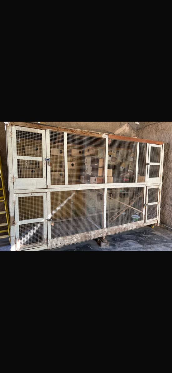 سلام عليكم متاح قفص حطاطه ارضيه وضهر وسكف بلويد طول 3رتفاع2لعرض120 لقفص تريده اربع قفاصه تريده واحد شغل درجه أوله جاهز من كلشي بيوت تكاثر مال فنجس وكناري وغندوره سعر (٢٥٠)وبي مجال رقم رعي بصور قفص


**إذا كنت صاحب هذا الإعلان وتريد حذفه لأي سبب، رجاءا أرسل رسالة إلى الدعم الفني**
