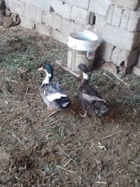 فحل ونثيه للبيع • طيور بياضه • بيع فحل ونثيه • طيور للبيع • زوج طيور