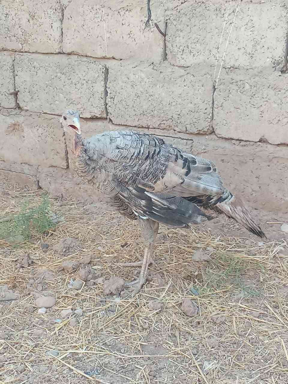 متاح
زوج فسيفس هولندي اصلي
صحتهم خير من الله 
ملقحين كامل رباعي وخماسي زيتي
نشاطه فول خشانه فول
فحل ونثيه
عمرهم فوك ال ٤ اشهر
سعرهم اثنينهم ب 60 الف
عنواني موصل ايسر كوكجلي 
خاص مفتوح


**إذا كنت صاحب هذا الإعلان وتريد حذفه لأي سبب، رجاءا أرسل رسالة إلى الدعم الفني**