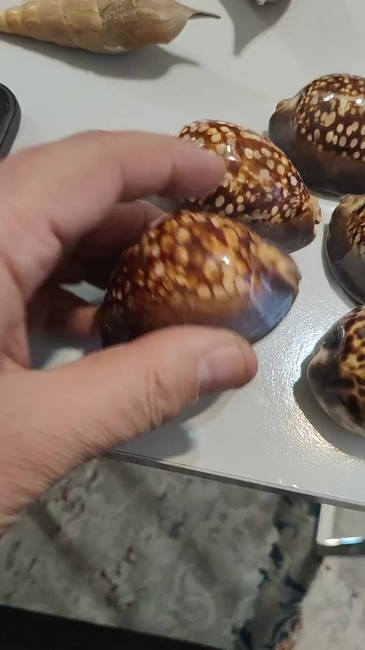 خمس محارات زجاج ديكور
السعر ١٨ الاف


**إذا كنت صاحب هذا الإعلان وتريد حذفه لأي سبب، رجاءا أرسل رسالة إلى الدعم الفني**