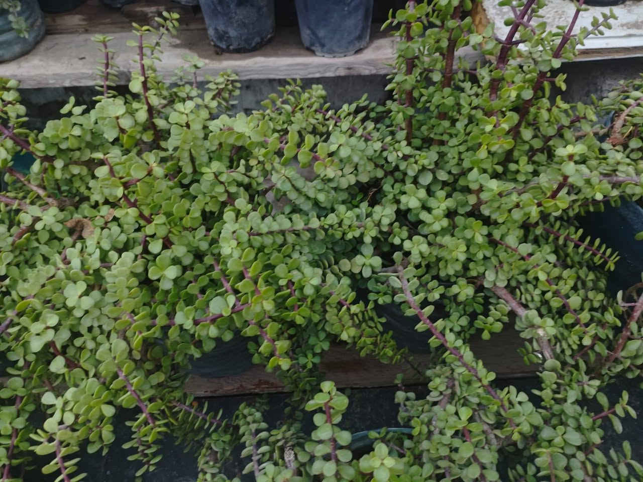 السلام عليكم زبائن الكرام اتوفر نبات دمعه الطفل أحجام وسط الزوج ب٢٥ وتك ب١٢٥٠٠ اخر ١٠ قطع قاروره مالت مي يعني دبه مو سندانه يوجد توصيل داخل بغداد بعض المناطق توصيل مجاني اخر ١٠ قطع الي ايريد ايكاثر او ايغير اسنداهن هسه وقت التكاثر وتغيير من سندانه اسندانه 🚘🚘🚘🚘🌿


**إذا كنت صاحب هذا الإعلان وتريد حذفه لأي سبب، رجاءا أرسل رسالة إلى الدعم الفني**