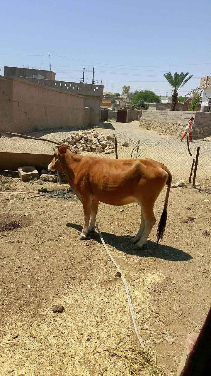 متاح بچر لحم للبيع والده بطن وحده امبدله  سنين مربوطه علئ شعير ومي بير الموقع جنوب الموصل قريه اطويبه الاتصال علئ رقم #‏‪***********‬‏
