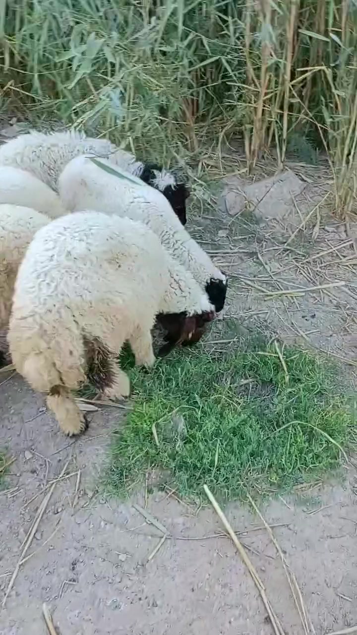 5طليان للبيع كصه وحده 2نثايه و3ذكوره طليان حلوات مال نذر الشراي بيه خير ويدلل مكان الكوت الخاجية شارع بدرة وهذا رقمي ***********
