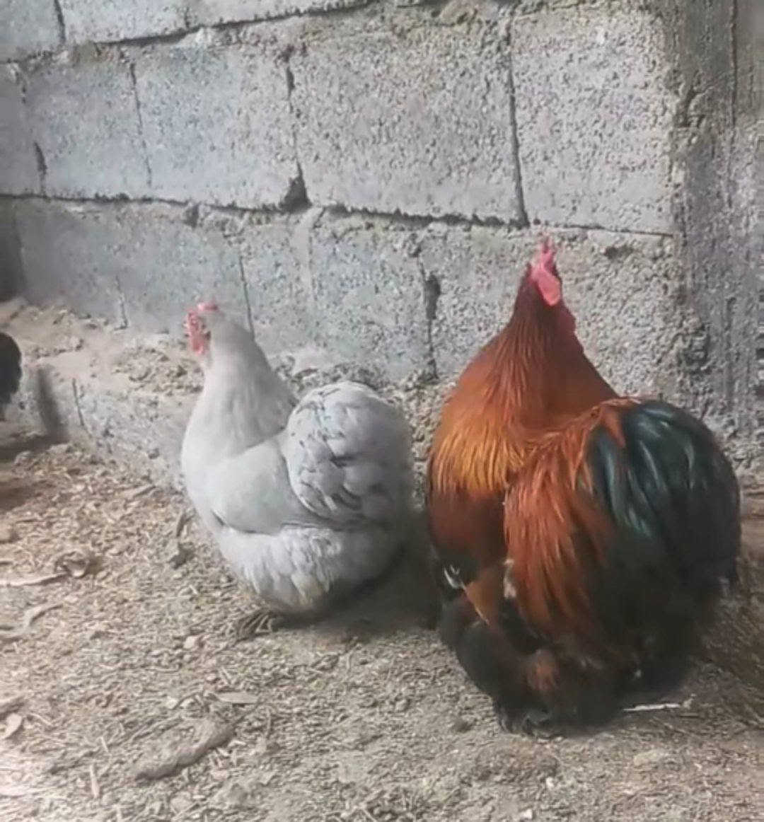 السلام عليكم مكلف بلنشر مكلف بلنشر
دجاج كوشن قزمي خط اول خط اول فول فول
صحه ونشاط بيضات العدد 6 ديج ودجاجه ماعندي توصيل سعر خاص وبخدمتكم عنوان المسيب مفرق السده ***********
