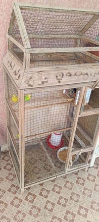 طيور حب • عدد ٣ • مع قفص