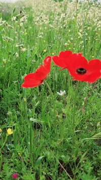 العندو غنم ينطيهن بشهر انعجه عل 4الف دينار اني اسرح وبجزيره وربيع ماشا...