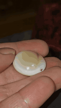 جزعه يمانيه 07733903973