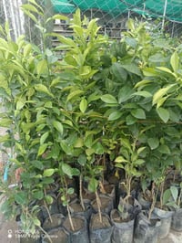 شتلات برتقال • شتلات ليمون • شتلات نارنج