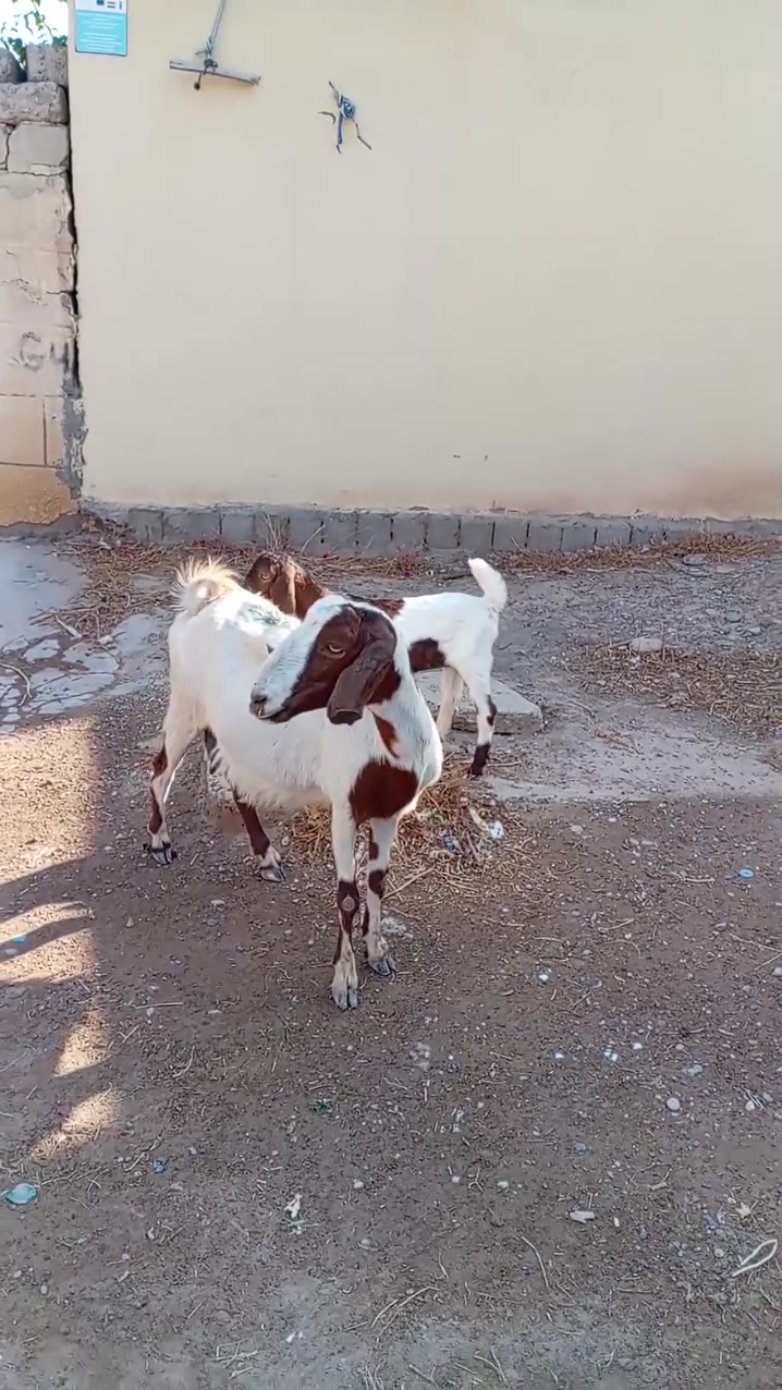 سلام عليكم لبيع عنز وراها صخله مضربه صخله على افقاني شرط نصاحه مكان بيجي حي العصري رقم الهاتف ***********
