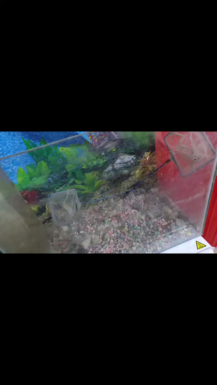 حوض اسماك نضيف وزين ب35


**إذا كنت صاحب هذا الإعلان وتريد حذفه لأي سبب، رجاءا أرسل رسالة إلى الدعم الفني**